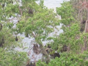 8333_1248423817355_1432238037_713067_2621471_n